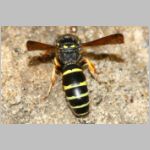 Gymnomerus laevipes - Lehmwespe 01b 12mm beim Lehmholen - OS-Wallenhorst-Tongrube.jpg